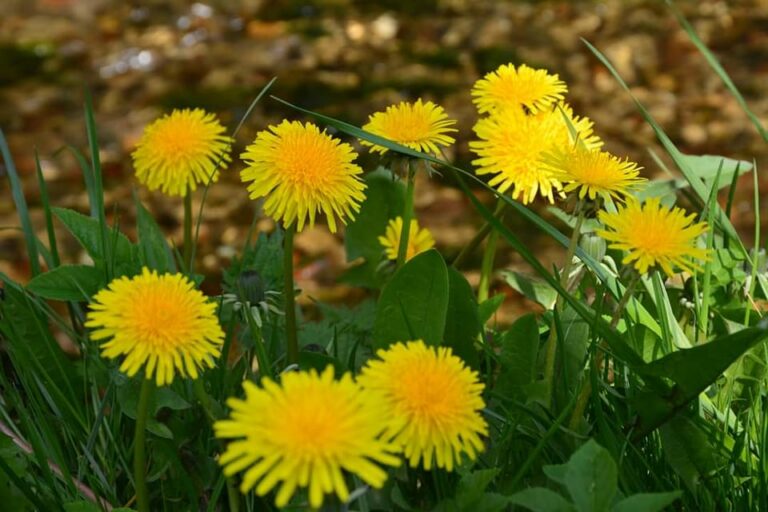 Як допомогти собі бути толерантним щодо вибору інших мови, волонтерства, поширення новин, способу спілкування?