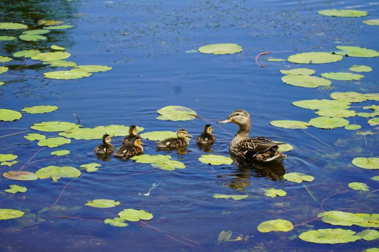 Незабутні літні канікули на Пригодницькому острові